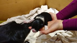 300IsidorWelpe1Ruede1IMG-20190228-WA0029 Welpe 1.jpg